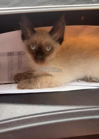 chaton siamois himalayen  - 2