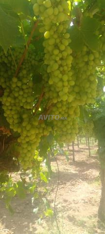 فيرما للبيع قرب مدينة الرباط ب 15 km