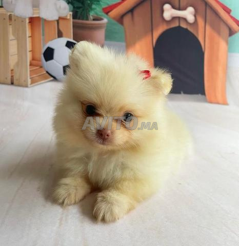 spitz nain nounou pomeranie