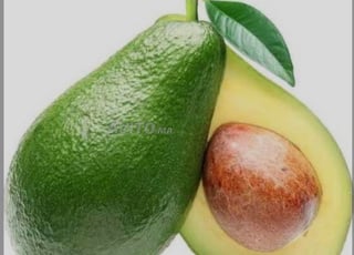 ventre de gros de l’avocat -الافوكادو 