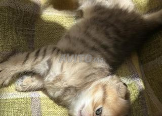 chaton Scottish fold 