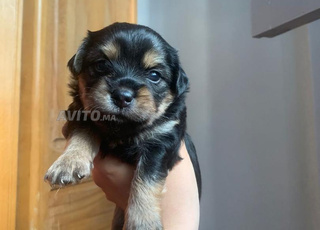 bichon maltais X Yorkshire 