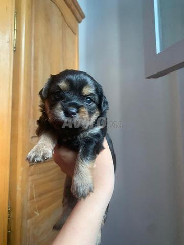 bichon maltais X Yorkshire 