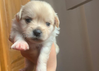 chiot du race bichon maltais 