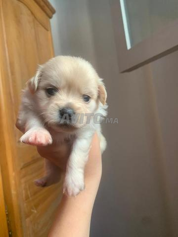 chiot du race bichon maltais 