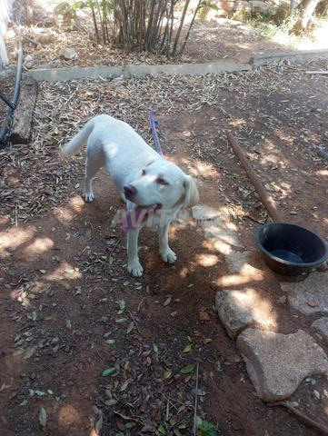 chiot labrador couple (le couple a 1000dh)