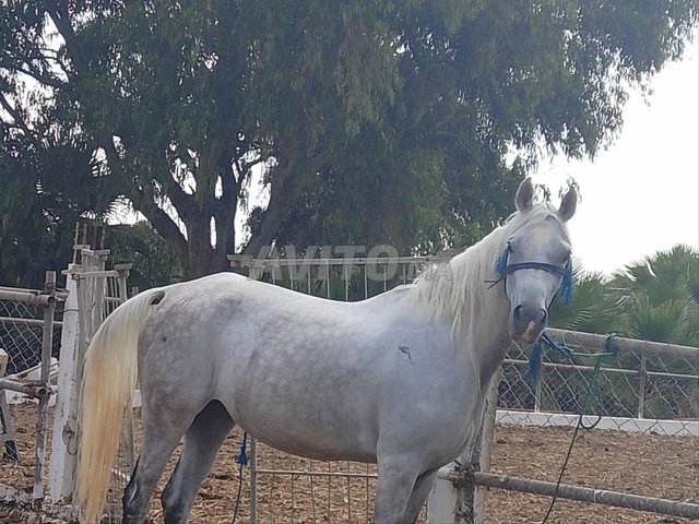 jument pure sang arabe egyptienne