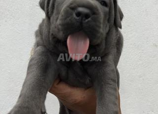canecorsso