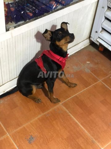 Chihuahua/Chiwawa