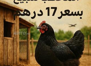 بيض مخصب  جودة عاليا 