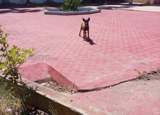 Vends chienne Berger Malinois 