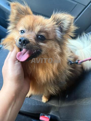 spitz nain allemand disponible 11 mois 