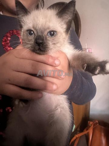 siamois female a vendre