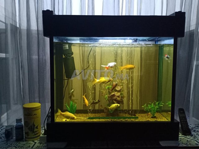 aquarium poisson complet 