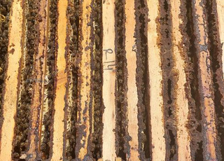 خلايا النحل للبيع