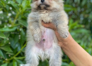 spitz nain exotique chien