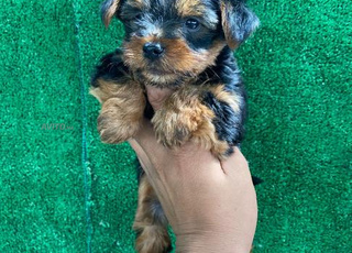 yorkshir toy femelle chien