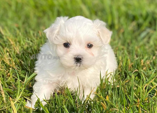 puppy bichon maltais nain