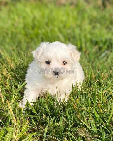 puppy bichon maltais nain
