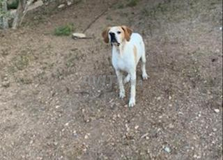 Chien de chasse pointer