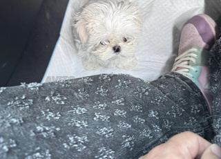 mignature puppy maltese nain