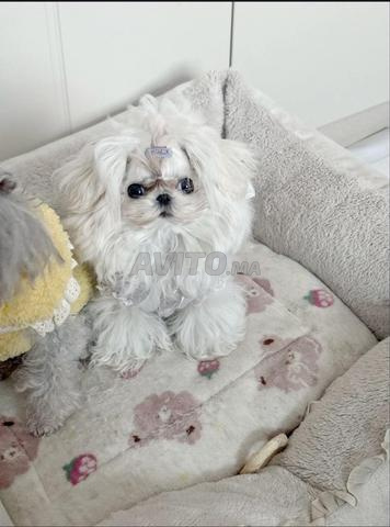 mignature puppy maltese nain - 2