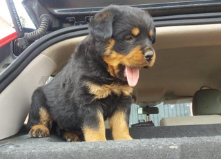 4 rottweiler a vendre 