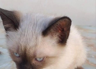 3 قطط صغيرة من نوع سيامو