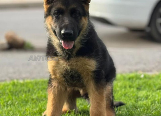 berger allemand chien