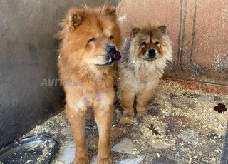 chowchow chien