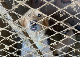 golden retriever chien