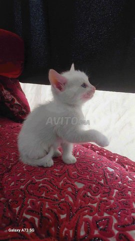 offre chats 