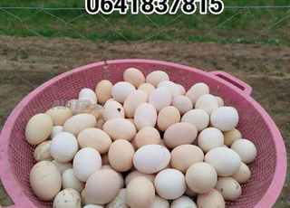 بيض مخصب لخليط السلالات الحرة جيل اول