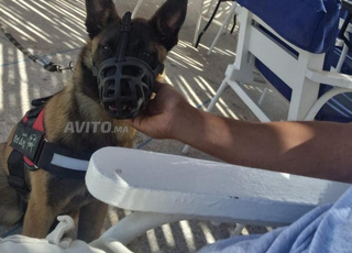 كلب مالينوا شاربوني سويدي للبيع – مدرب ونقي