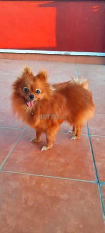 Pomeranian Spitz Nain, Femelle, 1an
