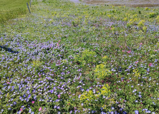  رض فلاحية  للبيع   