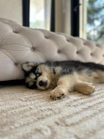 Husky Malamhute en parfaite santé 