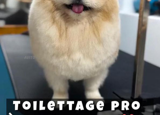 animalerie Marrakech  