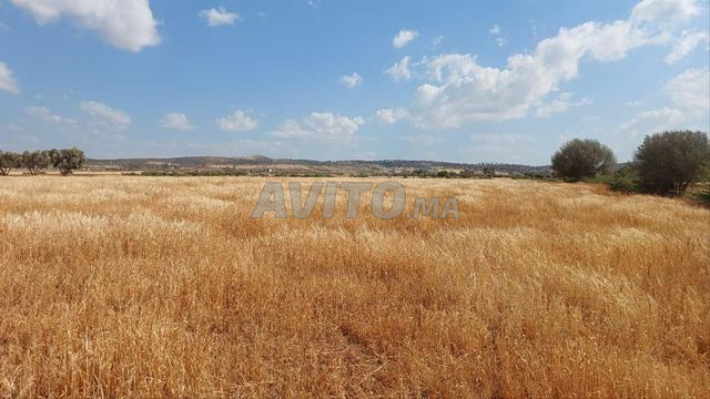 Ter 2ha titre lamaaziz tiflet