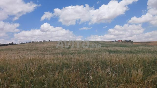 Ter titre 36000m2 tiflet ait wahhi - 2