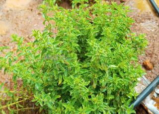 Origan frais en pot ou plateaux 