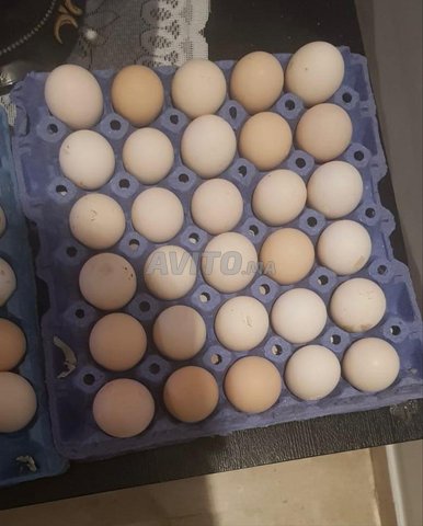 Oeufs Beldi بيض بلدي
