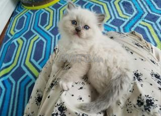 سياااامو  ذكر و انثى