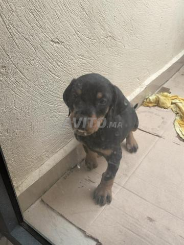 Chiot Doberman pur race à vendre – Très joueur