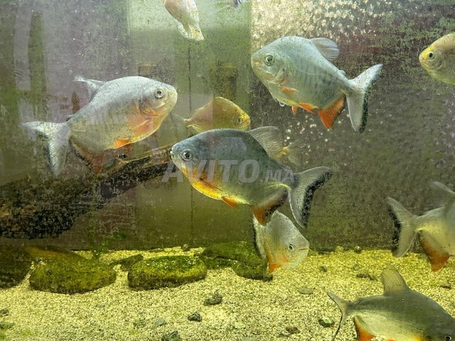 piranha fish