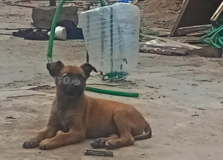 petit chien malinois (de pure ras) 