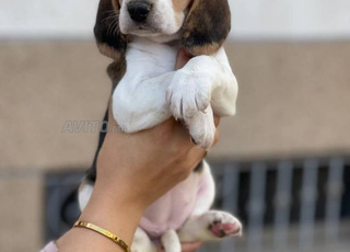 beagle chien 