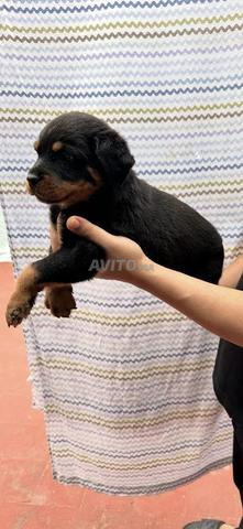 male chiot rottweiller pure race
