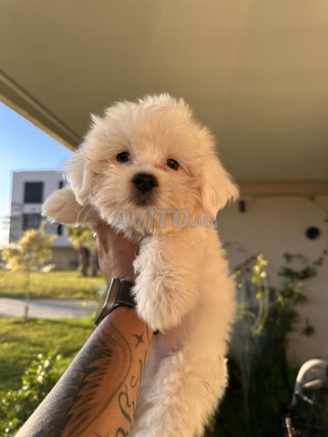 tres beau bichon maltais 2mois et demi