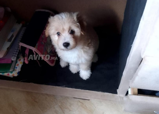 جنان الزهرة